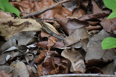 Eutropis macularia