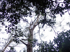 Eucalyptus piperita