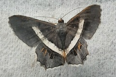 Chiasmia