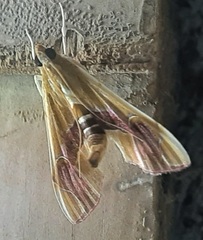Agathodes ostentalis