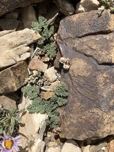 Image of gray springparsley by no rights reserved