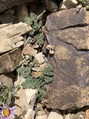 Cymopterus cinerarius