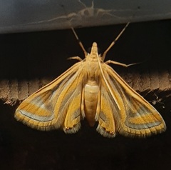 Eoophyla