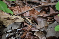 Eutropis macularia