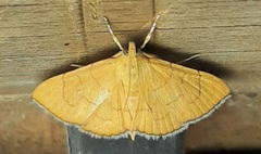 Spilomelinae