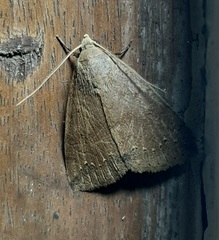 Lepidoptera