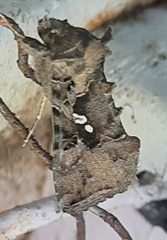 Lepidoptera