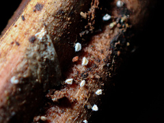 Lachnum pteridophyllum