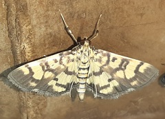 Lygropia distorta