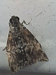 Lepidoptera