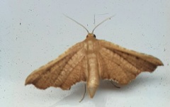 Hypolamprus angulalis