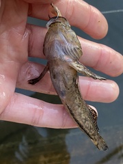 Cottus perplexus