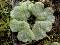 Riccia crystallina
