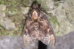 Acherontia