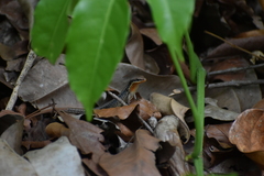 Eutropis macularia