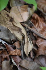 Eutropis macularia