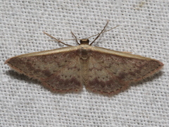 Idaea nephelota