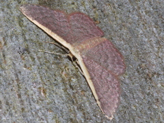 Idaea nephelota