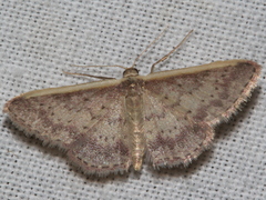 Idaea nephelota