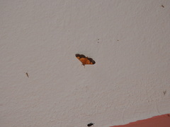 Endocrossis flavibasalis