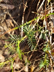 Gompholobium pinnatum