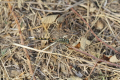 Onychogomphus forcipatus