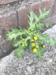 Senecio vulgaris