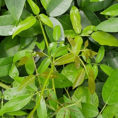 Magnoliopsida