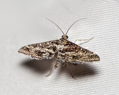 Diasemiopsis