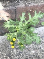 Senecio vulgaris