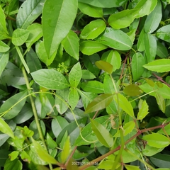 Magnoliopsida