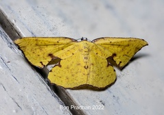 Corymica