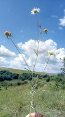 Scabiosa praemontana
