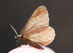 Macaria brunneata