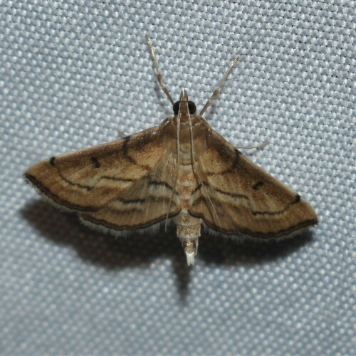 Acrobat Moth photo 4