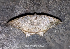 Oxymacaria temeraria