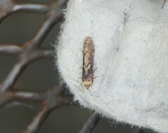 Blastobasis adustella