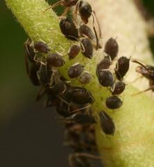 Aphis hederae