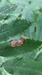 Stigmella sorbi