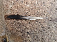 Chroicocephalus novaehollandiae scopulinus