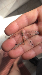 Dendroleon pantherinus