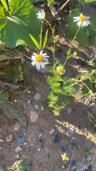 Tripleurospermum inodorum