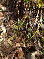 Gompholobium pinnatum