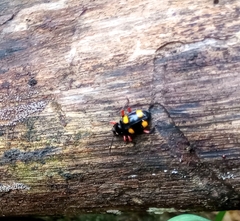 Eumorphus quadriguttatus pulchripes