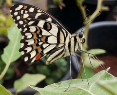 Papilio demoleus