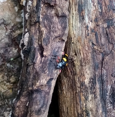 Eumorphus quadriguttatus pulchripes