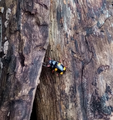 Eumorphus quadriguttatus pulchripes