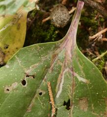 Phytomyza griffithsi