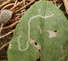 Phytomyza plantaginis