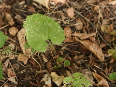 Alliaria petiolata